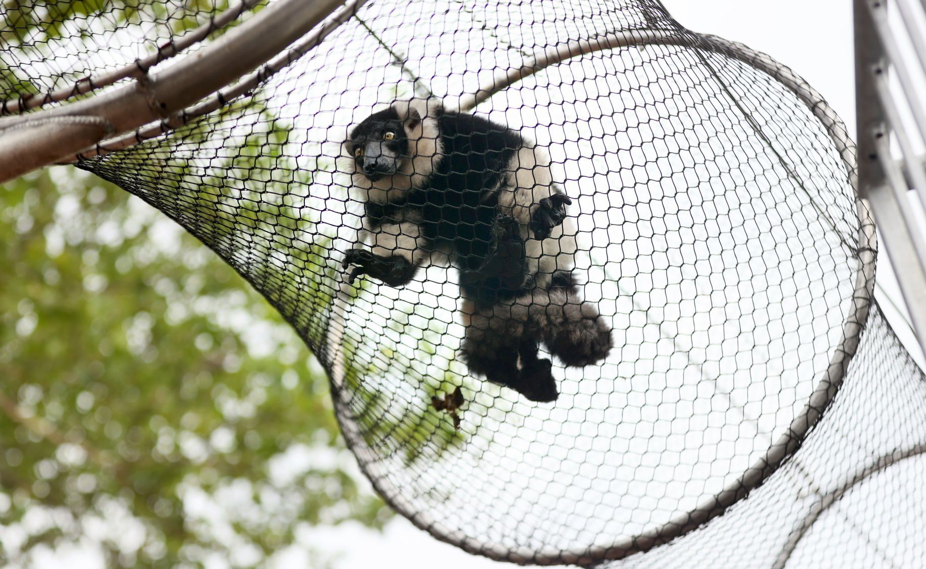New outdoor primate area to open to public